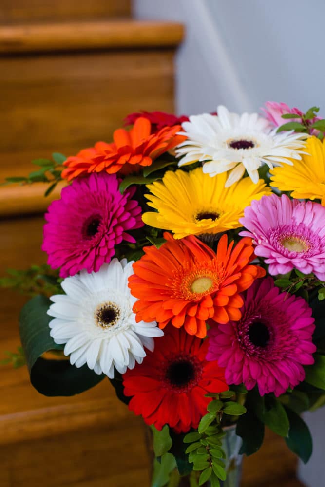 gerber daisys edmonton