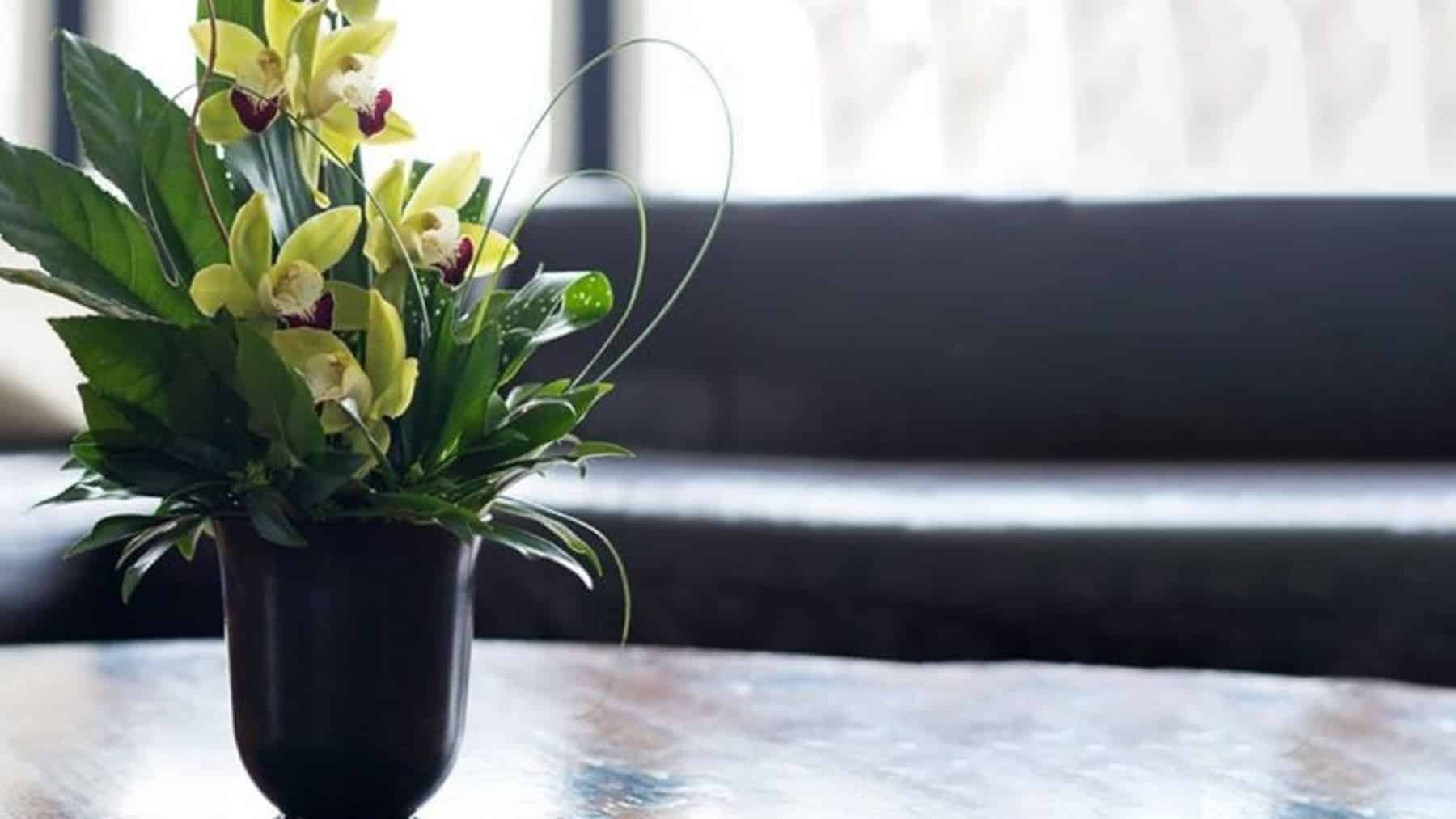 Only Orchids Collection